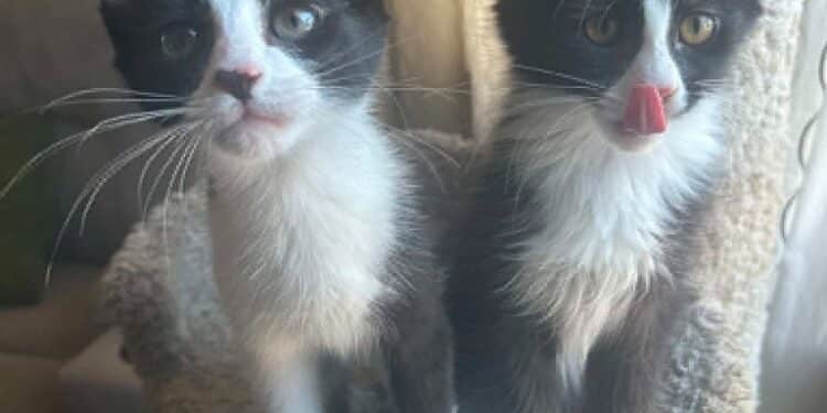Meet Cat-Nip & Cat-Nap: Double the Love, Double the Fun 1 729259694 1037632368952982 3872789019374603127 n