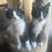 Meet Cat-Nip & Cat-Nap: Double the Love, Double the Fun 2 729259694 1037632368952982 3872789019374603127 n