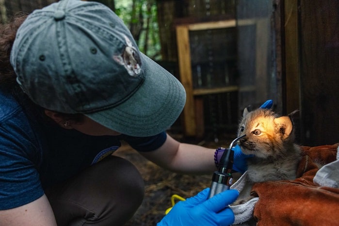 Buttonwood Park Zoo Welcomes Baby Lynx to New Bedford Family 2 729293602 900104339781559 1494960902131238001 n