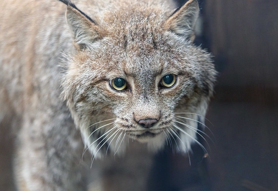 Buttonwood Park Zoo Welcomes Baby Lynx to New Bedford Family 3 729805424 1713802673368579 2381948250028105731 n