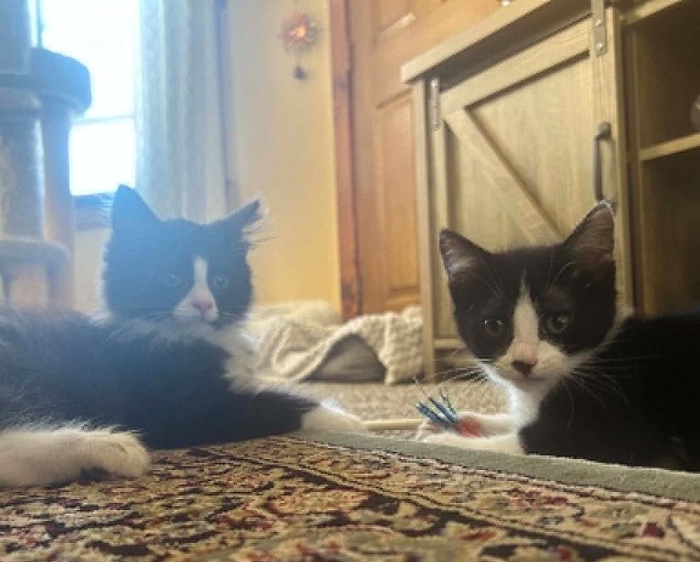 Meet Cat-Nip & Cat-Nap: Double the Love, Double the Fun 2 731138128 1037632415619644 3168738639832571989 n