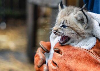 Baby lynx BPZOO South Coast Spotlight