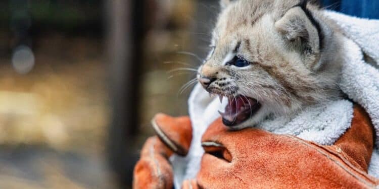 Buttonwood Park Zoo Welcomes Baby Lynx to New Bedford Family 1 Baby lynx BPZOO South Coast Spotlight