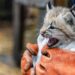 Buttonwood Park Zoo Welcomes Baby Lynx to New Bedford Family 2 Baby lynx BPZOO South Coast Spotlight