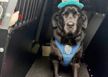 Happy 5th Birthday To A Special Member Of The Somerset Police 4 Happy 5th Birthday To A Special Member Of The Somerset Police