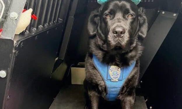 Happy 5th Birthday To A Special Member Of The Somerset Police 1 Happy 5th Birthday To A Special Member Of The Somerset Police