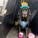 Happy 5th Birthday To A Special Member Of The Somerset Police 2 Happy 5th Birthday To A Special Member Of The Somerset Police