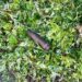 Suspected Artillery Shell Secured 2 Suspected Artillery Shell Secured