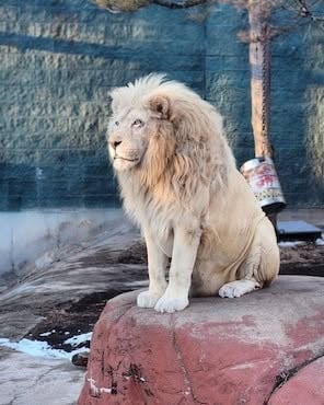 Capron Park Zoo Announces Ramses, Beloved 20-Year-Old African Lion, Has Transitioned to Hospice Care 3 509287769 1141679357993461 4709732807577014567 n
