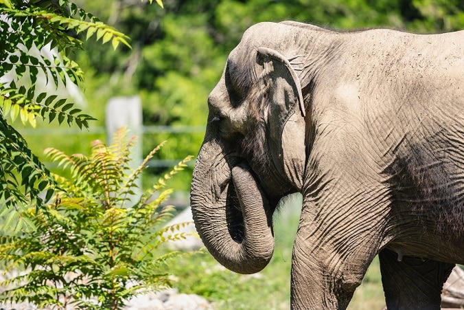 Roger Williams' Elephant Move Renews Questions About Buttonwood Park Zoo's Beloved Emily 3 548018429 1202914305213144 7805896163687567665 n