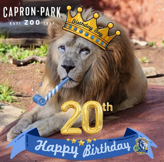 Capron Park Zoo Announces Ramses, Beloved 20-Year-Old African Lion, Has Transitioned to Hospice Care 2 734808033 1371267078260352 4748940144686523733 n