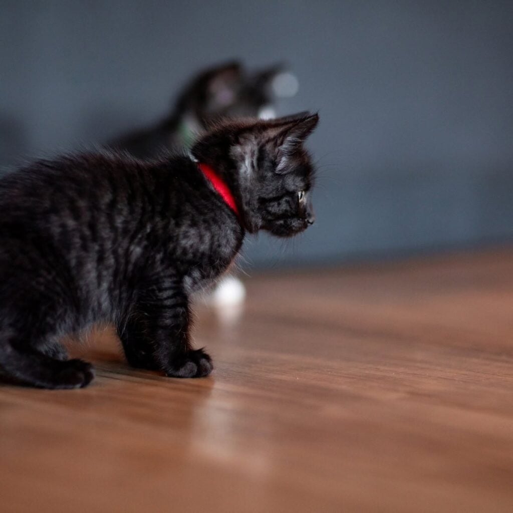 Double the Purrs, Double the Love: Meet Jamila and Moot, the Perfect Kitten Pair 2 755063278 1062809159768636 3235914247648756741 n