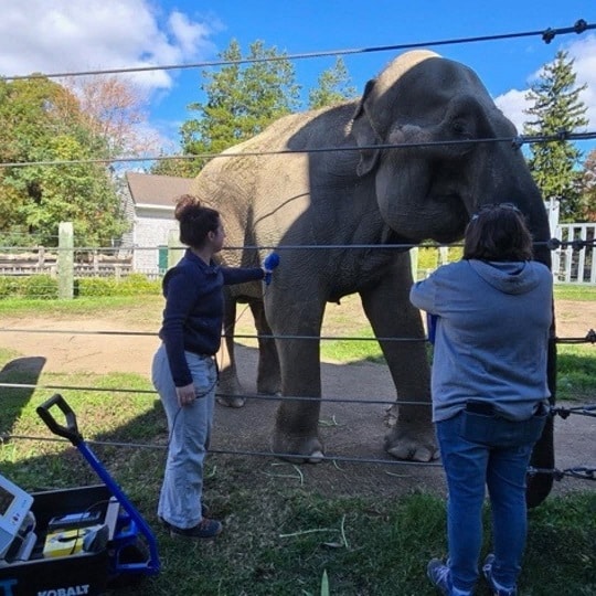 Roger Williams' Elephant Move Renews Questions About Buttonwood Park Zoo's Beloved Emily 2 Bpzoo ruth south coast spotlight