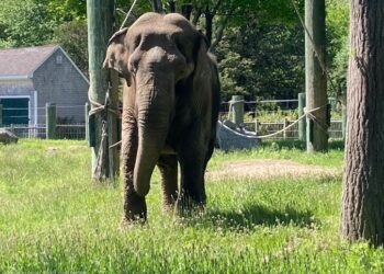 Roger Williams' Elephant Move Renews Questions About Buttonwood Park Zoo's Beloved Emily 10 Emily bpzoo south coast spotlight