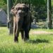 Roger Williams' Elephant Move Renews Questions About Buttonwood Park Zoo's Beloved Emily 2 Emily bpzoo south coast spotlight