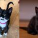 Double the Purrs, Double the Love: Meet Jamila and Moot, the Perfect Kitten Pair 2 Moot moby kit