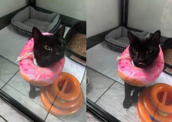 Pet of the week south coast spotlight