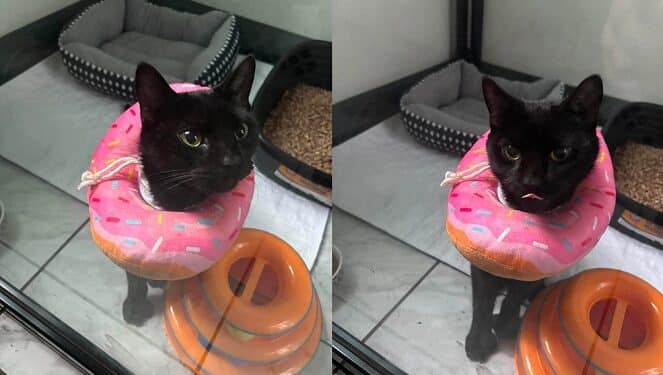 Pet of the week south coast spotlight