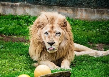 Credit - Capron Park Zoo