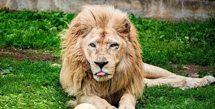 Capron Park Zoo Announces Ramses, Beloved 20-Year-Old African Lion, Has Transitioned to Hospice Care 1 Credit - Capron Park Zoo