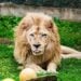 Credit - Capron Park Zoo