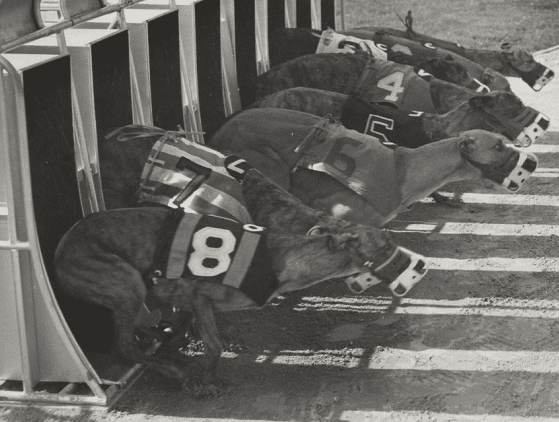 Turn Back the Clock: When the Dogs Ran at Taunton and the Crowds Filled the Track 2 canvas
