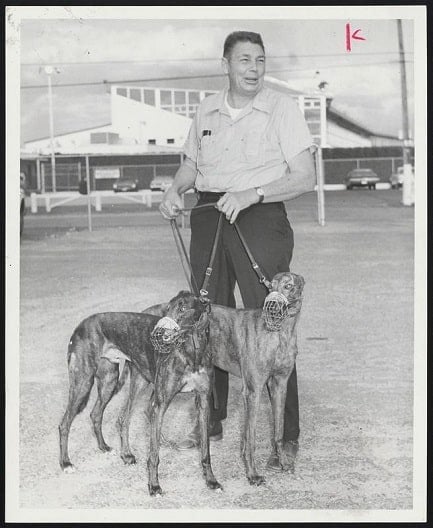 Turn Back the Clock: When the Dogs Ran at Taunton and the Crowds Filled the Track 3 image access 800