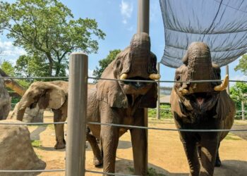 Roger Williams Park Zoo to Relocate Beloved Elephants to Tennessee Sanctuary in 2027 2 roger williams zoo southcoast spotlight