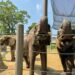 Roger Williams Park Zoo to Relocate Beloved Elephants to Tennessee Sanctuary in 2027 3 roger williams zoo southcoast spotlight
