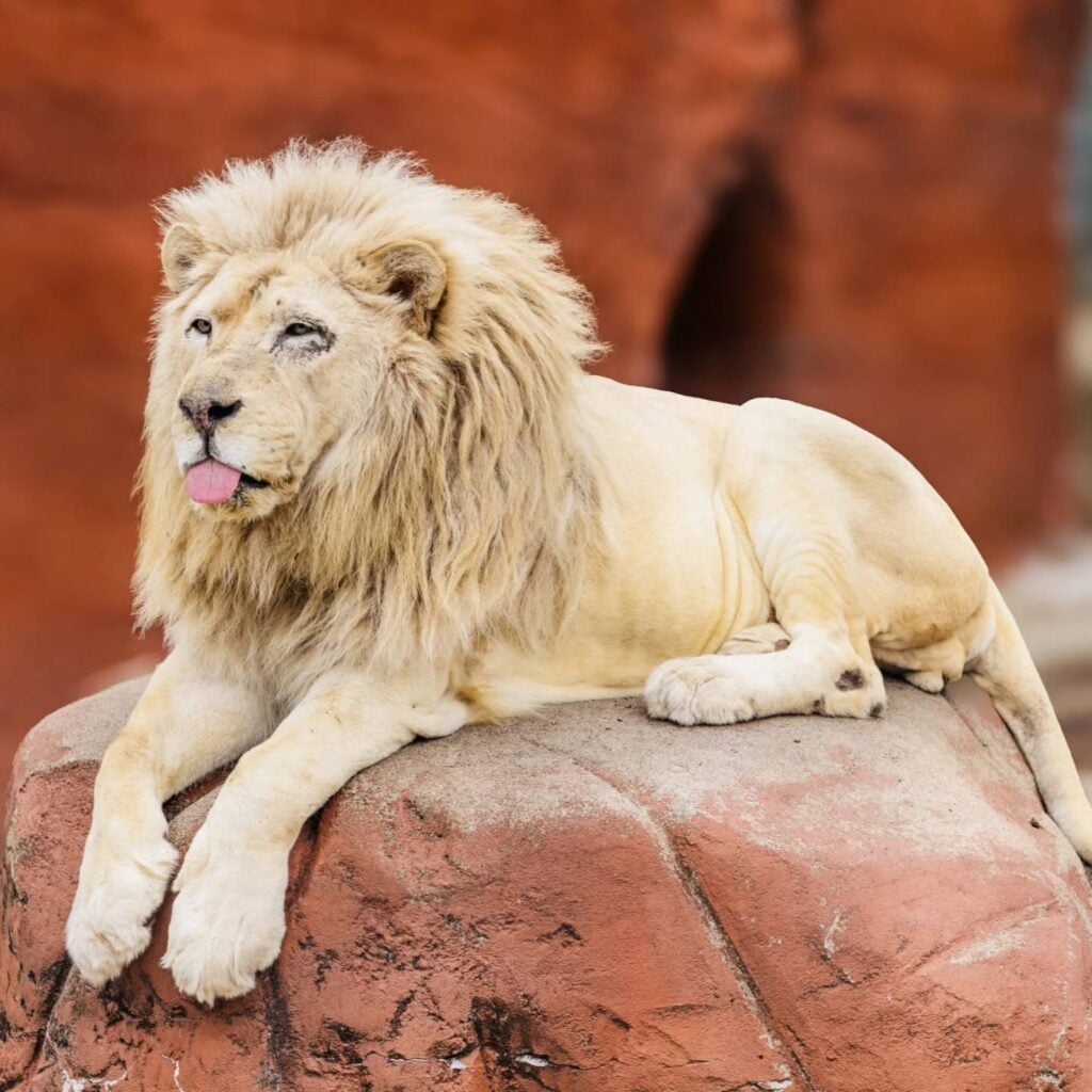 Twenty Years. One Remarkable Lion. A Legacy That Will Last Forever 2 765694048 1484643860363674 5004854422303838403 n