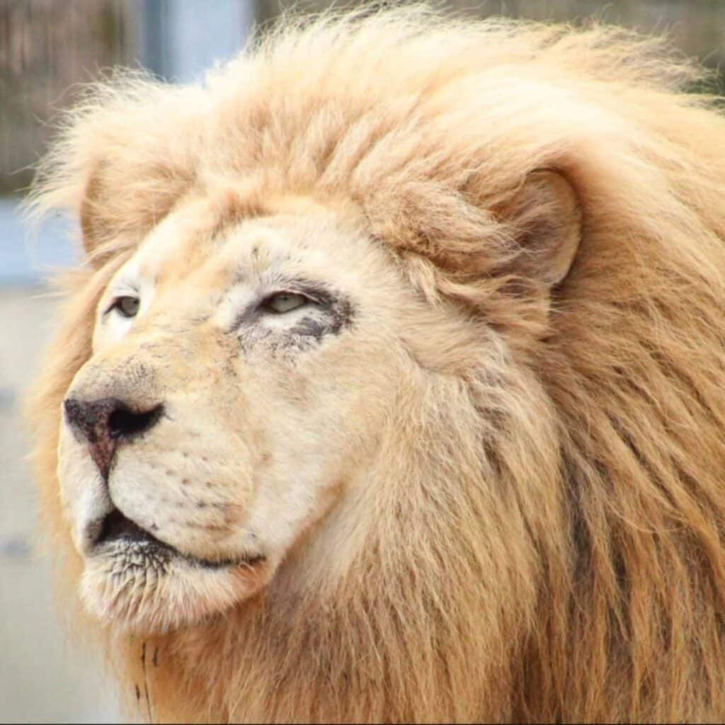 Twenty Years. One Remarkable Lion. A Legacy That Will Last Forever 5 765886871 1484643877030339 422893895642478378 n