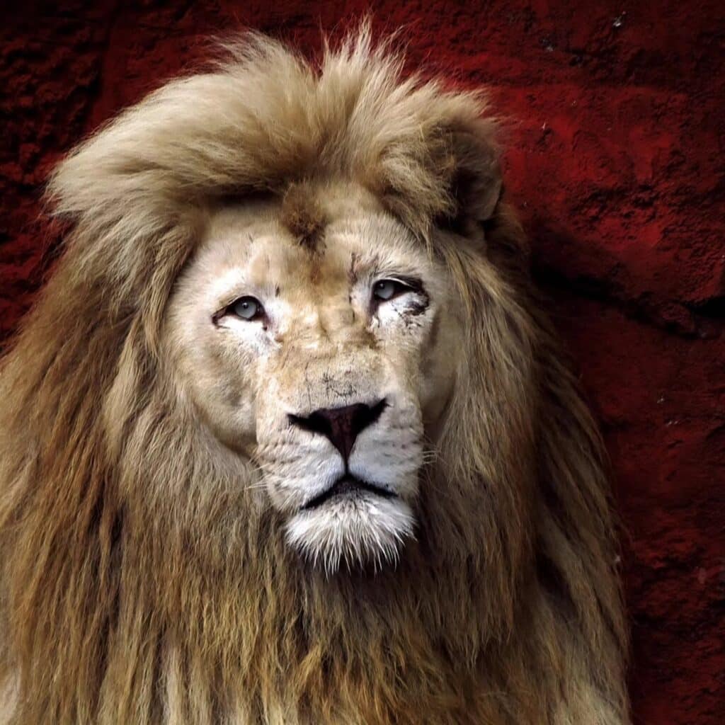 Twenty Years. One Remarkable Lion. A Legacy That Will Last Forever 3 765917219 1484643880363672 6229432069146664350 n