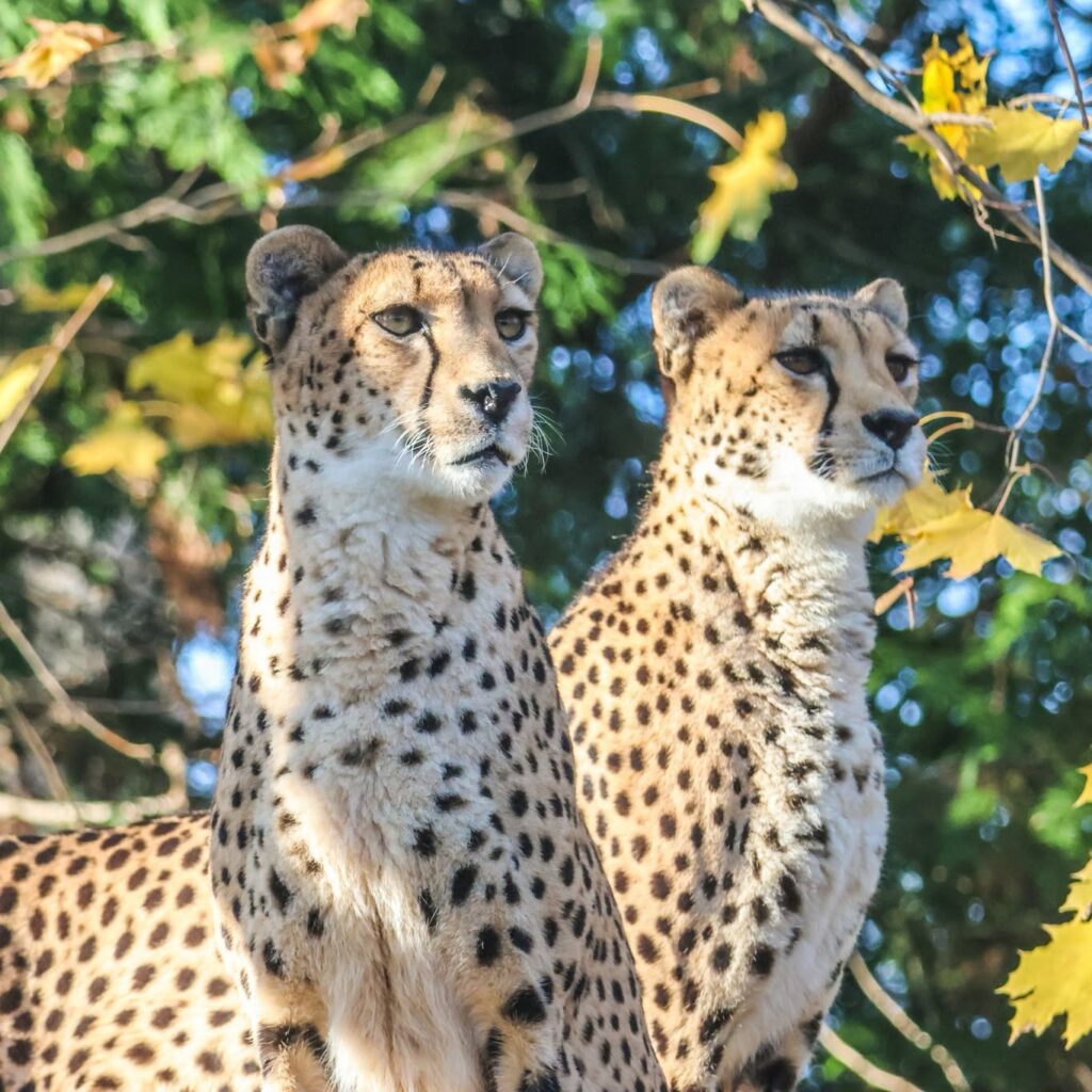 Roger Williams Park Zoo Mourns the Loss of Beloved Cheetah Janga 2 770831408 1600633241654838 5804945917422967234 n