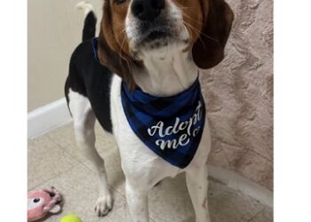 Thomas Has A $0 Adoption Fee. So What’s Keeping This Good Boy From Going Home? 2 AdoptMeForeverPawsw