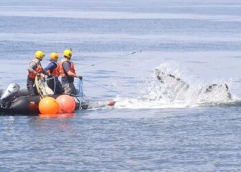 Photo Credit - Center for Coastal Studies