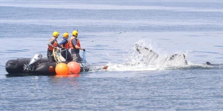 Young Humpback Whale Successfully Freed from Fishing Gear Off Rockport 1 Photo Credit - Center for Coastal Studies