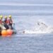 Young Humpback Whale Successfully Freed from Fishing Gear Off Rockport 3 Photo Credit - Center for Coastal Studies