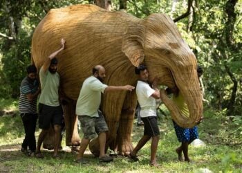 Elephant Migration boston
