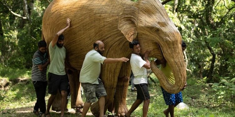 Elephant Migration boston