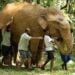 100 Life-Sized Elephant Sculptures Are Taking Over Boston This Summer 2 Elephant Migration boston
