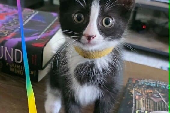 Pet of the Week: Fearless Fannie Is Ready for Her Next Adventure! 1 PetOfTheWeek