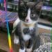 Pet of the Week: Fearless Fannie Is Ready for Her Next Adventure! 3 PetOfTheWeek