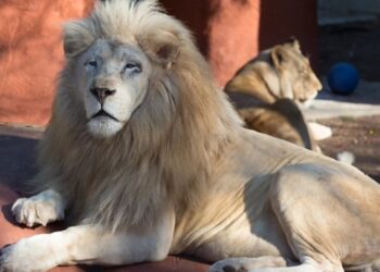 Photo Credit- Capron Zoo