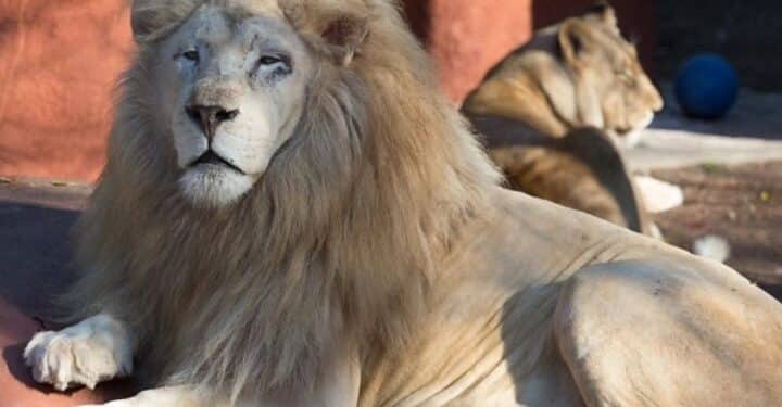 Twenty Years. One Remarkable Lion. A Legacy That Will Last Forever 1 Photo Credit- Capron Zoo