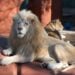 Twenty Years. One Remarkable Lion. A Legacy That Will Last Forever 2 Photo Credit- Capron Zoo