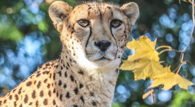 Roger Williams Park Zoo Mourns the Loss of Beloved Cheetah Janga 1 RogerWilliams