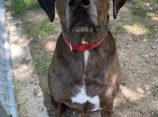 CALAMITY HAS BEEN WAITING 4 MONTHS — AND HER ADOPTION FEE IS SPONSORED! 1 797088211 1757149518743418 4474472157746957394 n