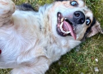MEET CASSIUS: THE WEIRD LITTLE GUY YOU’LL WANT TO PROTECT FOREVER 1 Pet of the week
