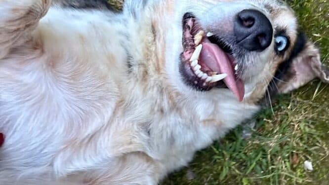 MEET CASSIUS: THE WEIRD LITTLE GUY YOU’LL WANT TO PROTECT FOREVER 1 Pet of the week