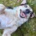 Pet of the week